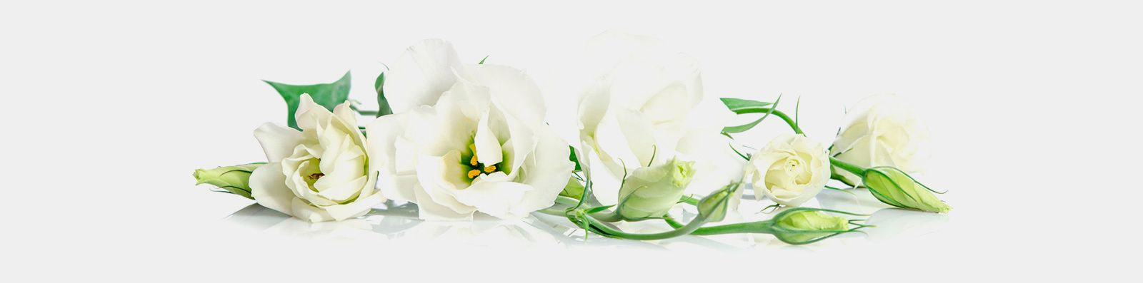 Funeraria y Tanatorio Sor Mónica. Baeza flores blancas
